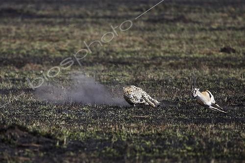 Biosphoto | 1988593 | Cheetah chasing a Thomson's Gazelle - East Africa  | &copy; Tony Crocetta / Biosphoto
