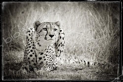 Biosphoto | 1611193 | Cheetah in the mountains of Khomas Hochland Namibia | &copy; Philippe-Alexandre Chevallier / Biosphoto