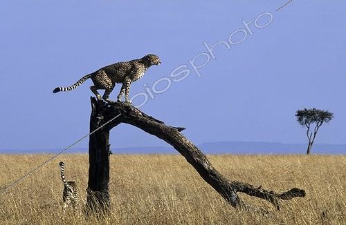 Biosphoto | 762050 | Cheetah on a trunk of dead tree Masai Mara Kenya | &copy; Franck Fouquet / Biosphoto