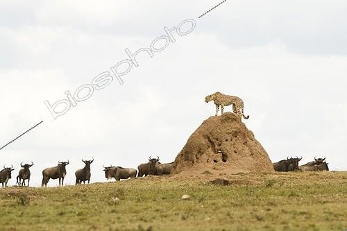 Biosphoto | 1758493 | Cheetah on termite mound and Wildebeest in the Masai Mara savanna | &copy; Jean-Jacques Alcalay / Biosphoto