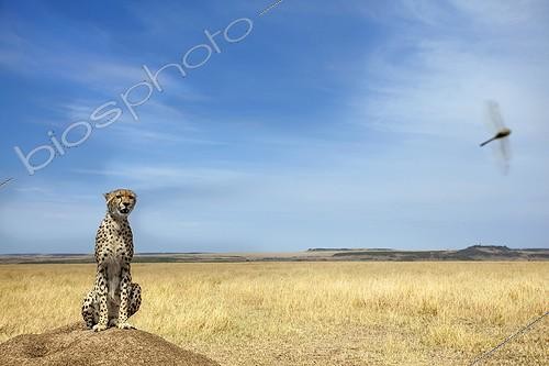Biosphoto | 1988549 | Cheetah sitting in savannah - East Africa  | &copy; Tony Crocetta / Biosphoto