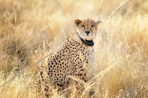 Biosphoto | 2056299 | Cheetah with radio collar in savanna, Namibia | &copy; Massimiliano Sticca / Biosphoto