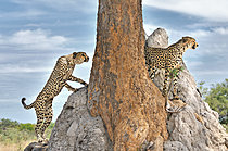Biosphoto | 2623099 | Cheetahs (Acinonyx jubatus) on a termite mound. Botswana. | &copy; Michel Bureau / Biosphoto