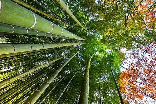 Biosphoto | 2102489 | Chemin de bambou en contre plongée à Kyoto, Japon | &copy; Vincent Marion / Biosphoto