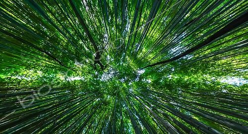 Biosphoto | 2102490 | Chemin de bambou en contre plongée à Kyoto, Japon | &copy; Vincent Marion / Biosphoto