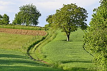 Biosphoto | 2609620 | Chemin de campagne parcourant des cultures et vergers au printemps, Vandoncourt, Doubs, France | &copy; Dominique Delfino / Biosphoto