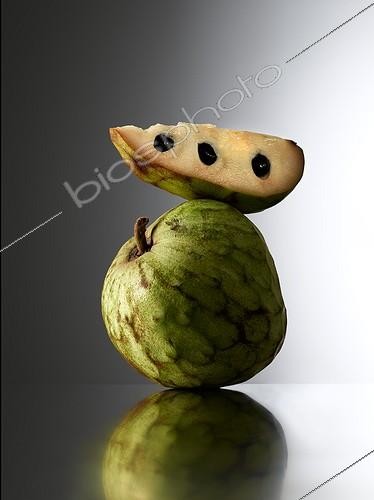 Biosphoto | 1611097 | Chémirole ou Annone en studio | &copy; Philippe-Alexandre Chevallier / Biosphoto