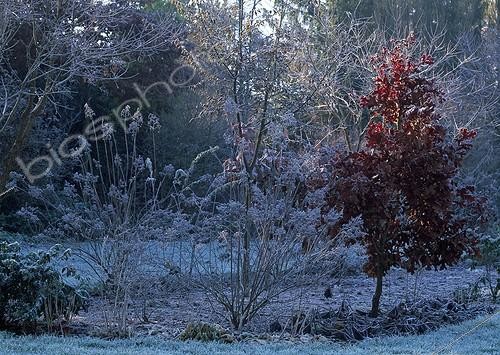 Biosphoto | 998138 | Chêne du Maryland et Hortensia dans un jardin l'hiver | &copy; Gilles Le Scanff & Joëlle-Caroline Mayer / Biosphoto