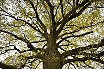 Biosphoto | 2621647 | Chêne pédonculé (Quercus robur). Ramure au début du printemps, Maine et Loire, France. | &copy; Guy Piton / Biosphoto
