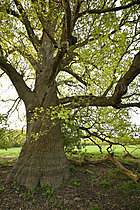Biosphoto | 2621644 | Chêne pédonculé (Quercus robur). Vieil arbre multicentenaire, bord de Loire, France. | &copy; Guy Piton / Biosphoto