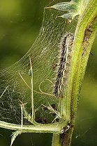Biosphoto | 1252510 | Chenille dans sa toile France | &copy; Thierry Van Baelinghem / Biosphoto