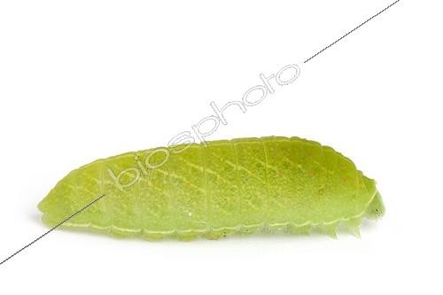 Biosphoto | 1924699 | Chenille de Flambé sur fond blanc | &copy; Michel Gunther / Biosphoto