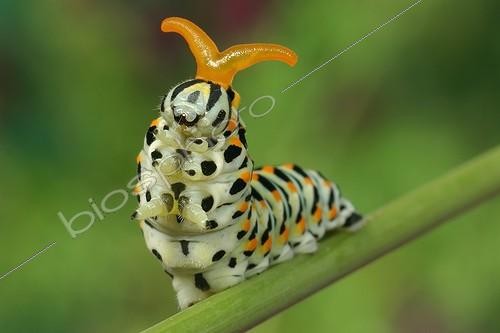 Biosphoto | 92642 | Chenille de Machaon rampant sur une tige en juin France ; Son osmeterium est déployé. | &copy; Joël Héras / Biosphoto