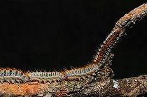 Biosphoto | 1249171 | Chenilles de Processionnaires du pin sur une branche France | &copy; Daniel Heuclin / Biosphoto