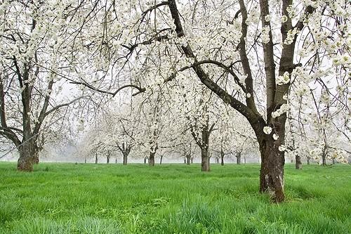Biosphoto | 955168 | Cherry blossoms in Fougerolles Haute-Saone ; Field production of kirsch | &copy; Bruno Mathieu / Biosphoto