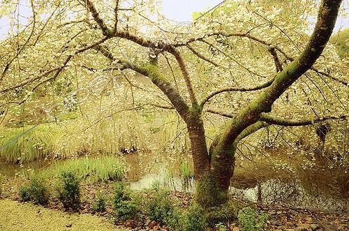 Biosphoto | 1211918 | Cherry blossoms in spring Parc Floral de Haute Bretagne  | &copy; Claude Thouvenin / Biosphoto