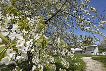 Biosphoto | 2451163 | Cherry blossoms (Prunus cerasus), conservatory orchard, Ecomuseum of the Cherry Country,Fougerolles Saint Valbert, Haute Saone, France | &copy; Denis Bringard / Biosphoto