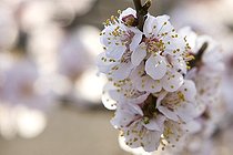 Biosphoto | 1251150 | Cherry flowers Provence Frane | &copy; Michel Gunther / Biosphoto