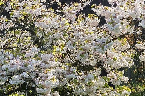 Biosphoto | 2393576 | Cherry 'Shogetsu', Prunus 'Shogetsu', in bloom, Arboretum Vincennes, France | &copy; Alain Kubacsi / Biosphoto