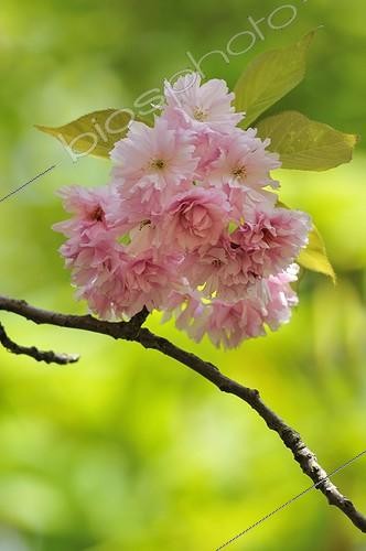Biosphoto | 909141 | Cherry tree in bloom | &copy; Philippe Bousseaud / Biosphoto