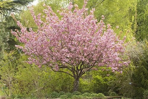 Biosphoto | 1136582 | Cherry tree in bloom in a garden | &copy; Hervé Lenain / Biosphoto
