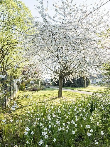 Biosphoto | 2460026 | Cherry tree, Prunus avium, Narcissus 'Actaea', Ecole du Breuil, Paris, France | &copy; Alain Kubacsi / Biosphoto