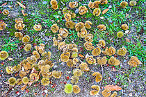 Biosphoto | 2609460 | Chestnut bogues on the ground, Le Mans, Sarthe, France | &copy; Michel Gile / Biosphoto