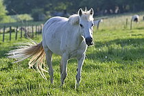 Biosphoto | 2609621 | Cheval blanc à contre jour en pâture, Vandoncourt, Doubs, France | &copy; Dominique Delfino / Biosphoto