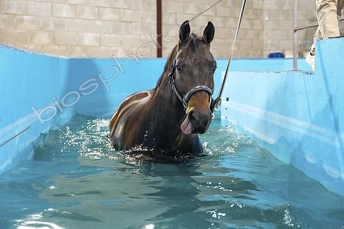 Biosphoto | 2586643 | Cheval pendant une séance d'hydrothérapie sur un tapis roulant à l'intérieur d'une piscine | &copy; Unai Huizi / imageBROKER / Biosphoto