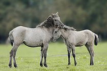 Biosphoto | 2608879 | Cheval sauvage de Dülmen et son poulain, Merfelder Bruch, Dülmen, Rhénanie-du-Nord-Westphalie, Allemagne | &copy; Christian Hütter / imageBROKER / Biosphoto