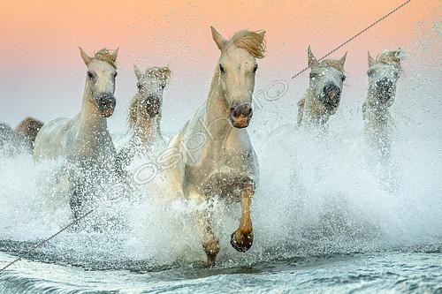 Biosphoto | 2420296 | Chevaux Camargue courant dans les marais au coucher du soleil. Camargue, France | &copy; Manon Moulis / Biosphoto