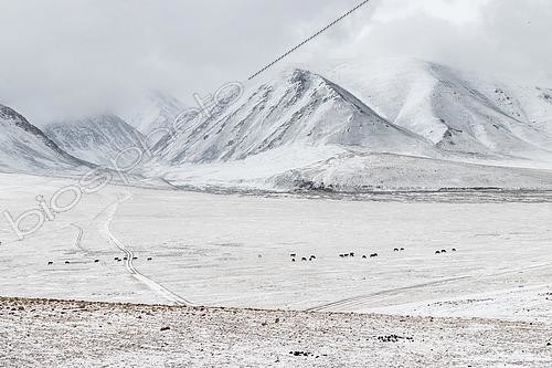 Biosphoto | 2551397 | Chevaux dans la steppe et montagnes enneigées dans l'Altaï, Mongolie | &copy; Bastien Chaix / Biosphoto