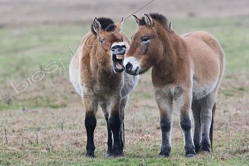 Biosphoto | 2418314 | Chevaux de Przewalski (Equus ferus przewalskii), communication, Emsland, Basse-Saxe, Allemagne | &copy; Erhard Nerger / imageBROKER / Biosphoto