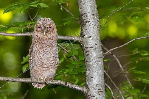 Biosphoto | 2554637 | Chevêche d'Athéna (Athene noctua) jeune sur une branche, Europe | &copy; Christian Fosserat / Biosphoto