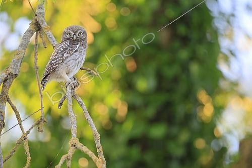 Biosphoto | 2608382 | Chevêche d'Athéna (Athene noctua) juvénile sur une branche, s'initiant à la capture de proie, Normandie, France | &copy; Christophe Perelle / Biosphoto