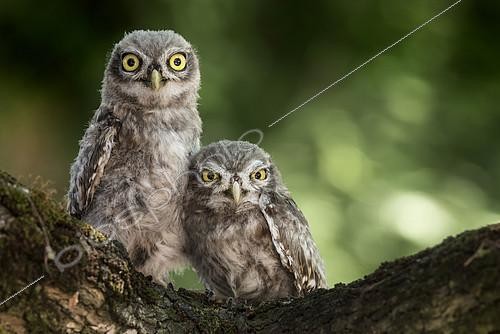 Biosphoto | 2100062 | Chevêche d'Athéna (Athene noctua) sur une branche, Mantoue, Italie | &copy; Alberto Ghizzi Panizza / Biosphoto