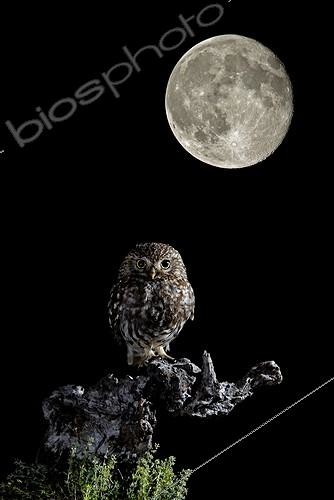 Biosphoto | 2008603 | Chevêche d'Athena sur une branche et pleine lune - Espagne | &copy; Mario Cea Sanchez / Biosphoto