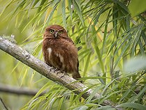 Biosphoto | 2135139 | Chevêchette du Costa Rica (Glaucidium costaricanum) forme rousse, Chiriquí, Panama | &copy; Ignacio Yufera / Biosphoto