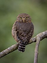 Biosphoto | 2455249 | Chevêchette du Costa Rica (Glaucidium costaricanum) regardant, hauts plateaux de Chiriqui, Panama | &copy; Ignacio Yufera / Biosphoto