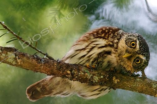 Biosphoto | 2554155 | Chevêchette d'Europe (Glaucidium passerinum) regardant sur une branche, Canton de Vaud, Suisse | &copy; Christian Fosserat / Biosphoto