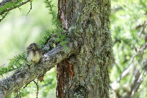 Biosphoto | 2619854 | Chevêchette d'Europe (Glaucidium passerinum) juvénile sur un vieux pin, parc national des Ecrins, Alpes, France | &copy; Emile Barbelette / Biosphoto