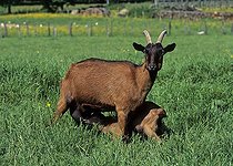 Biosphoto | 1240179 | Chèvre alpine chamoise et son chevreau pendant la tétée | &copy; Christian Vidal / Biosphoto