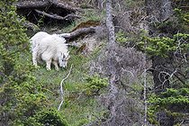 Biosphoto | 2035340 | Chèvre des Rocheuses broutant - Jasper Canada  | &copy; Óscar Díez Martínez / Biosphoto