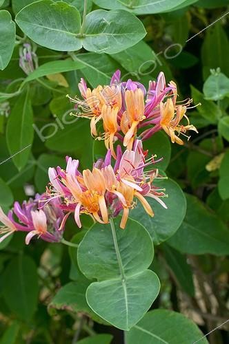 Biosphoto | 1912048 | Chèvrefeuille des jardins 'Inga' en fleur dans un jardin | &copy; Frédéric Didillon / Biosphoto