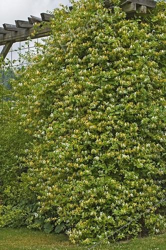 Biosphoto | 111018 | Chèvrefeuille du Japon 'Halliana' au Jardin du Zéphyr | &copy; Frédéric Didillon / Biosphoto