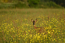 Biosphoto | 2621658 | Chevreuil (Capreolus capreolus), brocard dans une prairie de boutons d'or, banlieue nantaise, France. | &copy; Guy Piton / Biosphoto