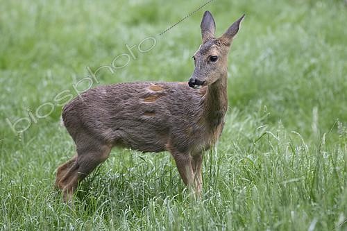 Biosphoto | 2412234 | Chevreuil (Capreolus capreolus) chevrette en mue dans un pré après une averse, Lorraine, France | &copy; Régis Cavignaux / Biosphoto