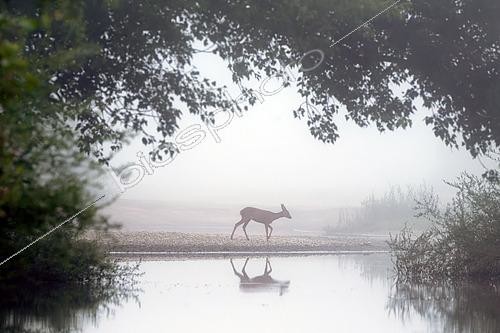 Biosphoto | 2602335 | Chevreuil (Capreolus capreolus) dans le brouillard au bord d'un bras secondaire de la Loire vers Pouilly-sur-Loire, Nièvre, France | &copy; Pierre Vernay / Biosphoto