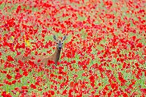 Biosphoto | 2586100 | Chevreuil (Capreolus capreolus) debout parmi des coquelicots (Papaver rhoeas), Angleterre | &copy; Frédéric Desmette / Biosphoto
