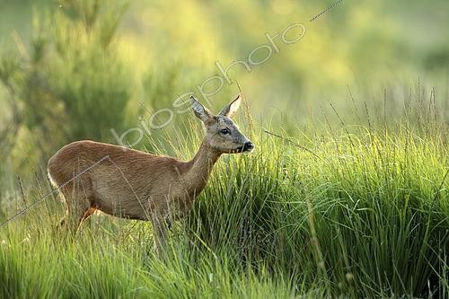 Biosphoto | 2610542 | Chevreuil (Capreolus capreolus) femelle dans les hautes herbes, Ardennes, Belgique | &copy; Christian Cabron / Biosphoto